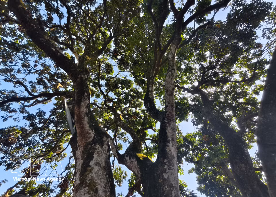 Le litchi ancestral de Bac Ninh. Photo: VNA