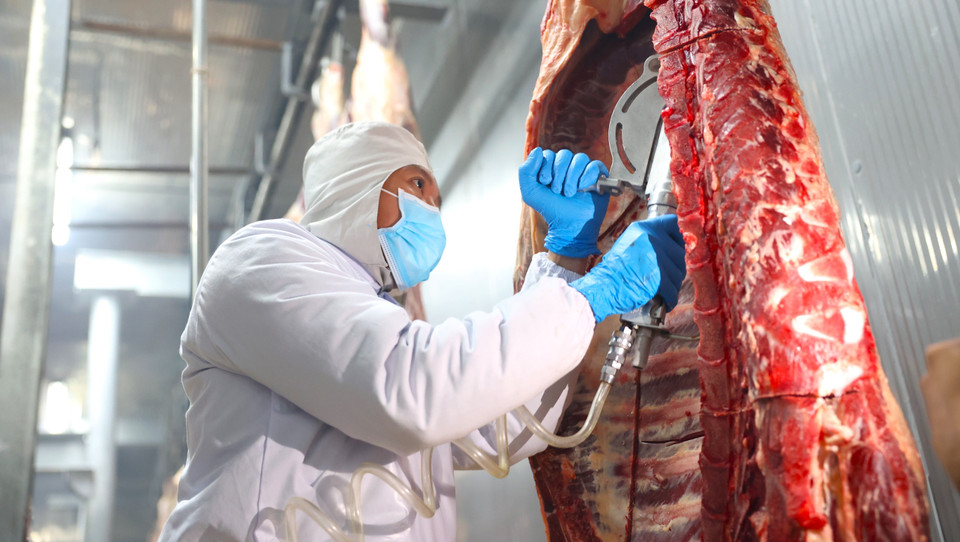 Le processus d’abattage des bovins, mené selon la norme australienne chez la SARL Pacow International, garantit le bien-être animal et l'absence de contact des animaux avec le sol. Photo : VNA