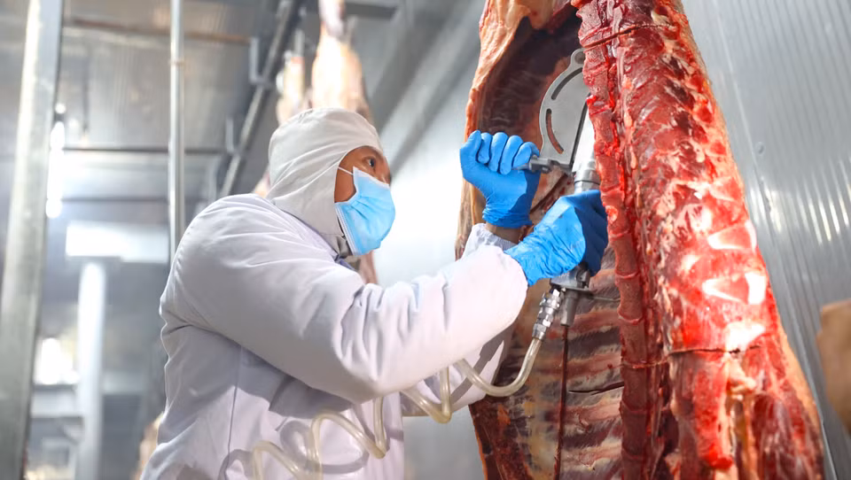 Le processus d’abattage des bovins, mené selon la norme australienne chez la SARL Pacow International, garantit le bien-être animal et l'absence de contact des animaux avec le sol. Photo : VNA
