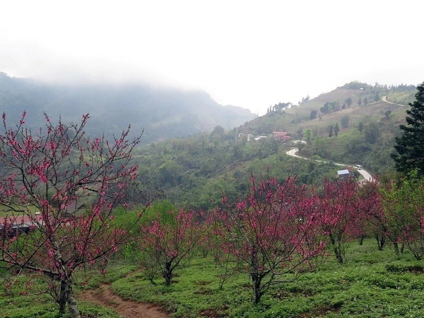 Sur le col de Gio dans la province de Bac Kan, les fleurs de pêcher rivalisent de splendeur dans un spectacle de toute beauté. Photo : VNA