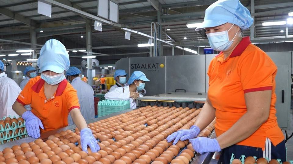 Au sein de la SARL QL Vietnam Agroresources, la zone d’emballage des œufs de poule est en cours d'automatisation progressive, ce qui contribue directement à l'amélioration de la qualité du produit. Photo : VNA