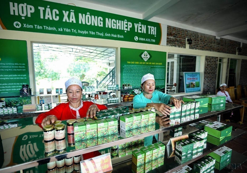 La coopérative agricole Yen Tri dans la province de Hoa Binh (Nord) s'est distinguée en investissant dans une chaîne de production moderne dédiée à la médecine traditionnelle. Cette initiative novatrice vise à valoriser les richesses botaniques locales et à offrir des produits de santé naturels de haute qualité. Photo : VNA