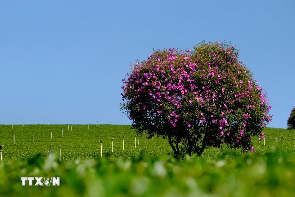 La beauté des fleurs "mua". Photo : VNA