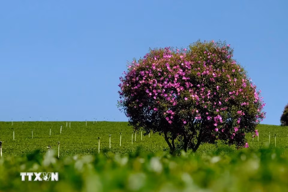 La beauté des fleurs "mua". Photo : VNA