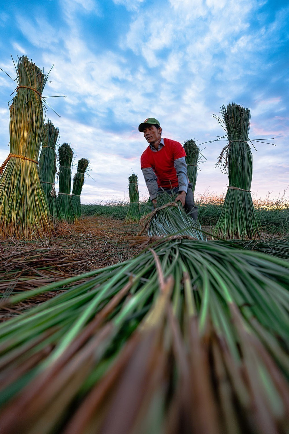 La matière première est essentielle pour le tissage des nattes : il faut sélectionner avec soin les tiges de paille, car la qualité du produit fini en dépend directement. Photo : VNA