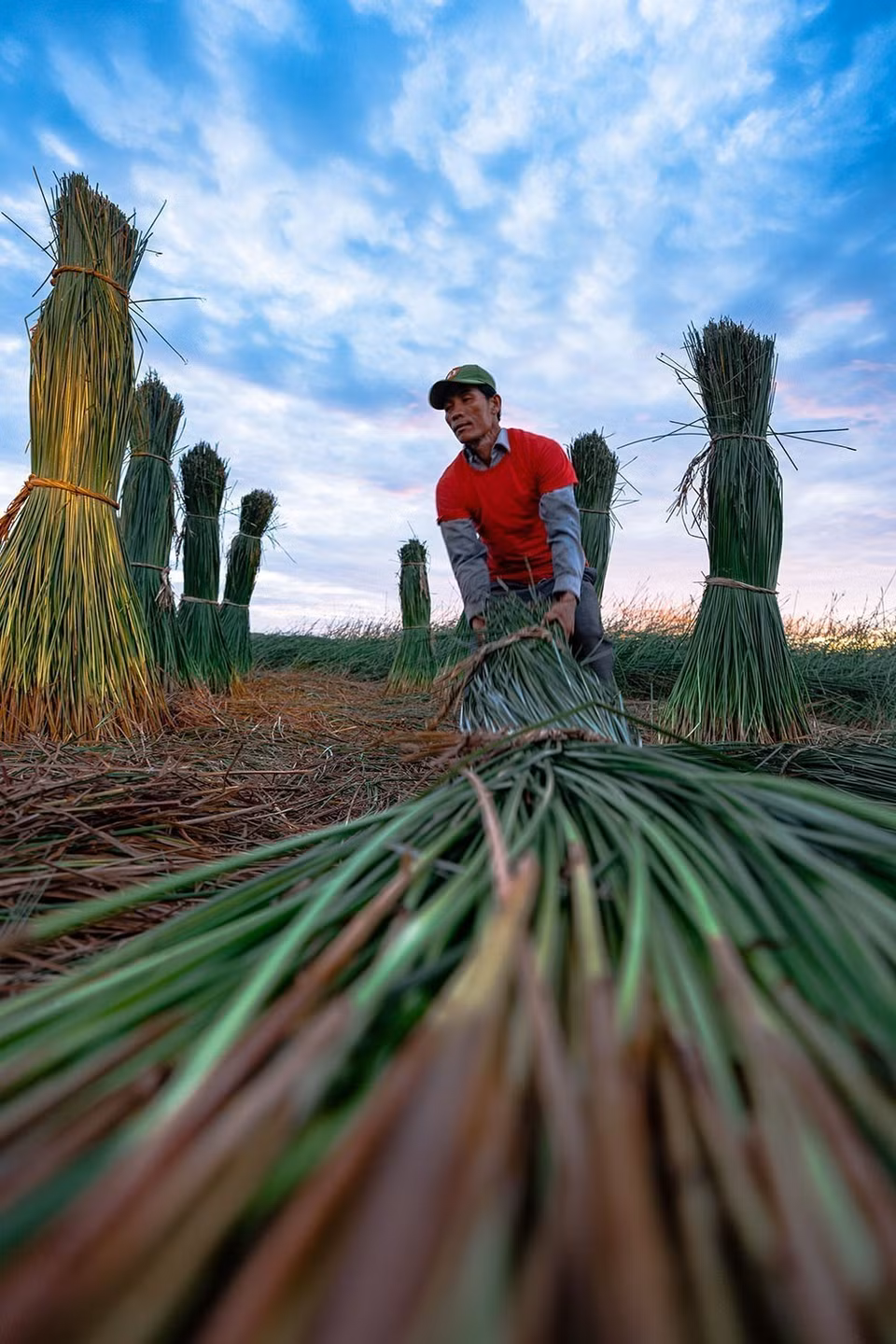 La matière première est essentielle pour le tissage des nattes : il faut sélectionner avec soin les tiges de paille, car la qualité du produit fini en dépend directement. Photo : VNA