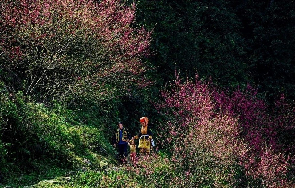 Les fleurs de pêcher fleurissent sur le mont de Mâu Son. Photo : VNA