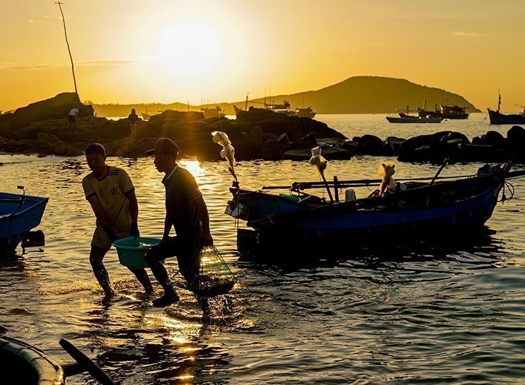 Les poissons sont débarqués dès l’aube. Photo: VNA