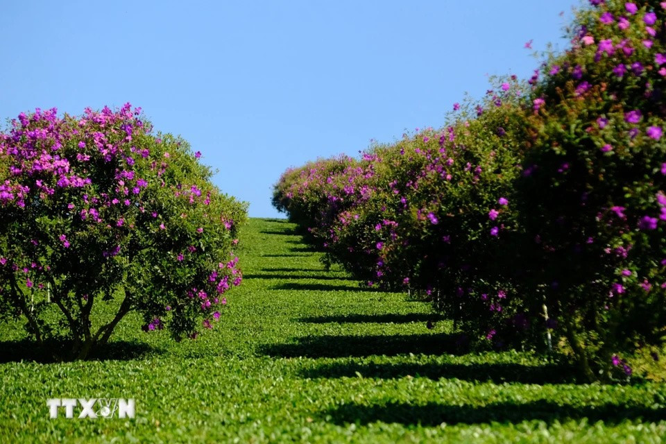 Des fleurs "mua" sont plantées le long des sentiers entre les collines de thé, créant un paysage magnifique. Photo : VNA