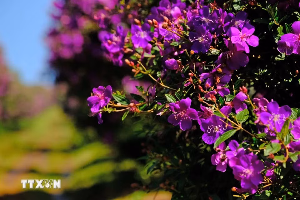 Les fleurs "mua" fleurissent pendant un mois entier. Photo : VNA