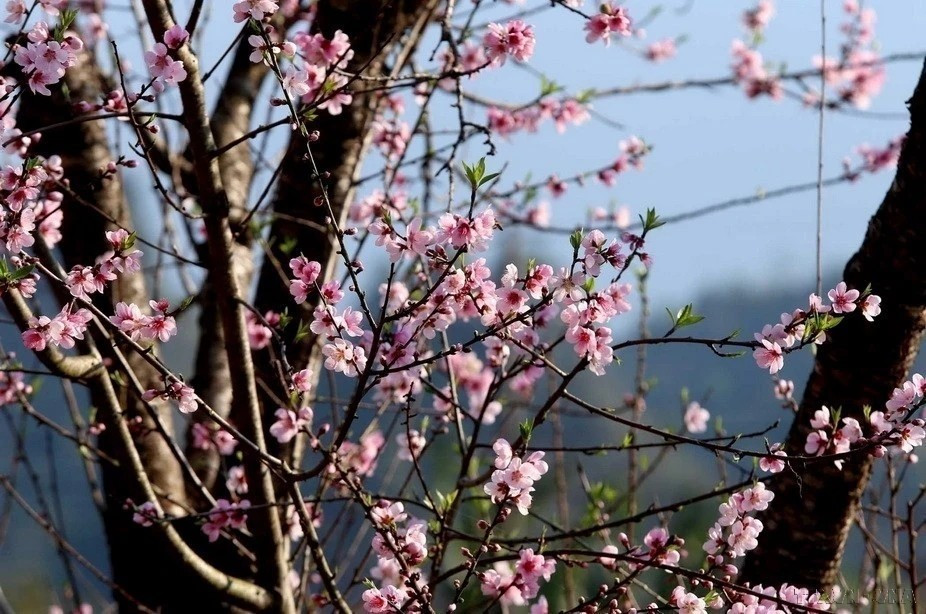 Les fleurs de pêcher sont un gage de bonheur et de bonne santé. Elles incarnent la chance et la prospérité car des centaines de fleurs ornent chaque branche. Photo : VNA