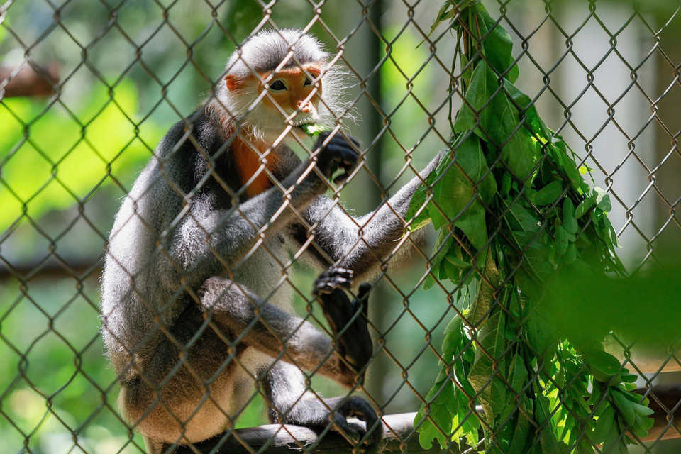 À l'EPRC, les primates bénéficient d'un régime alimentaire soigné : ils reçoivent environ 400 kg de feuilles fraîches par jour, répartis en trois repas. Photo : VNA