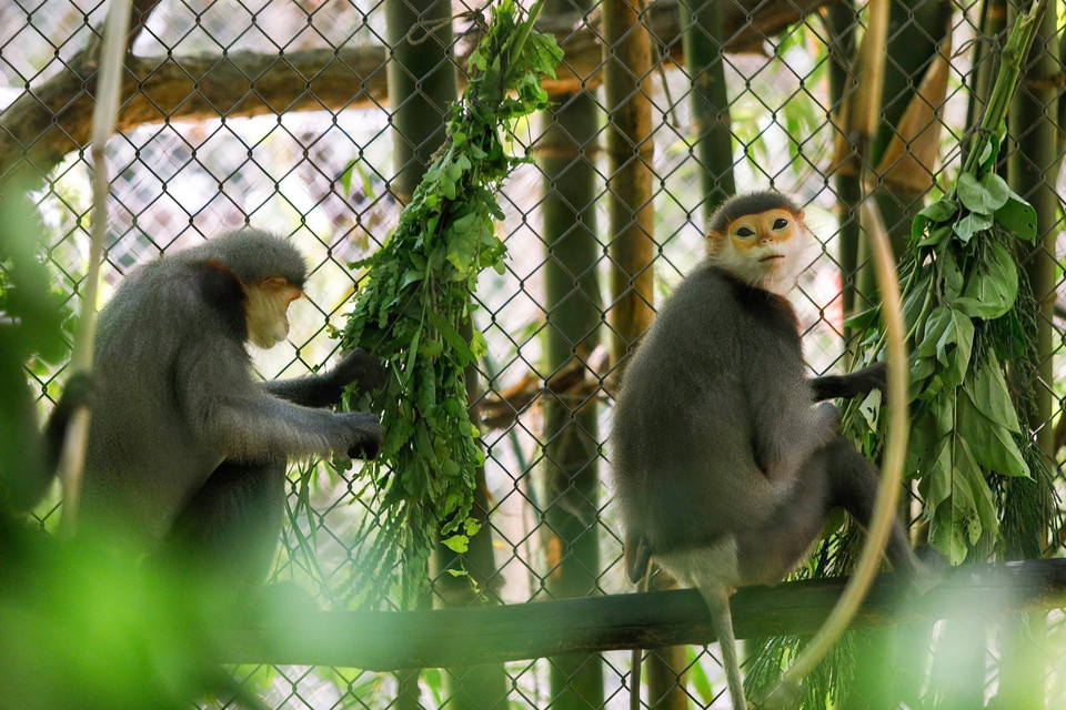 La plupart des primates présents à l'EPRC sont des victimes du trafic illégal d'espèces sauvages, souvent remis par les autorités ou les habitants locaux. Photo : VNA