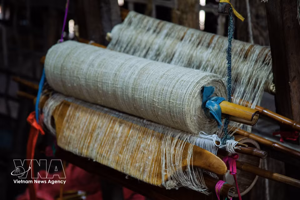 Les rouleaux de lin brut sont traités et assouplis avant d'être tissés.