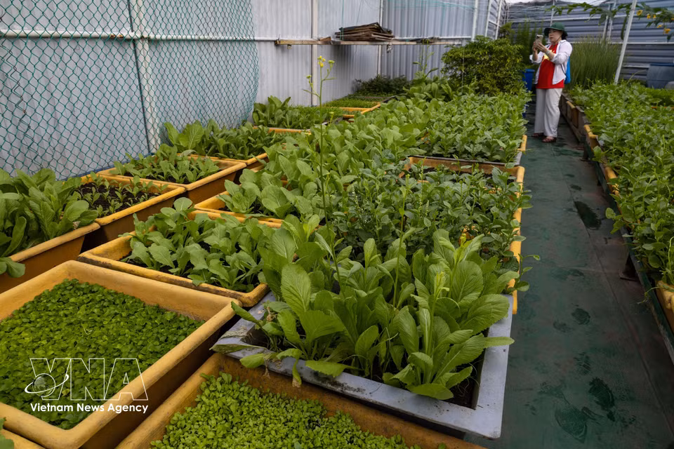 Un potager verdoyant sur une plateforme DK1. Photo : VNA