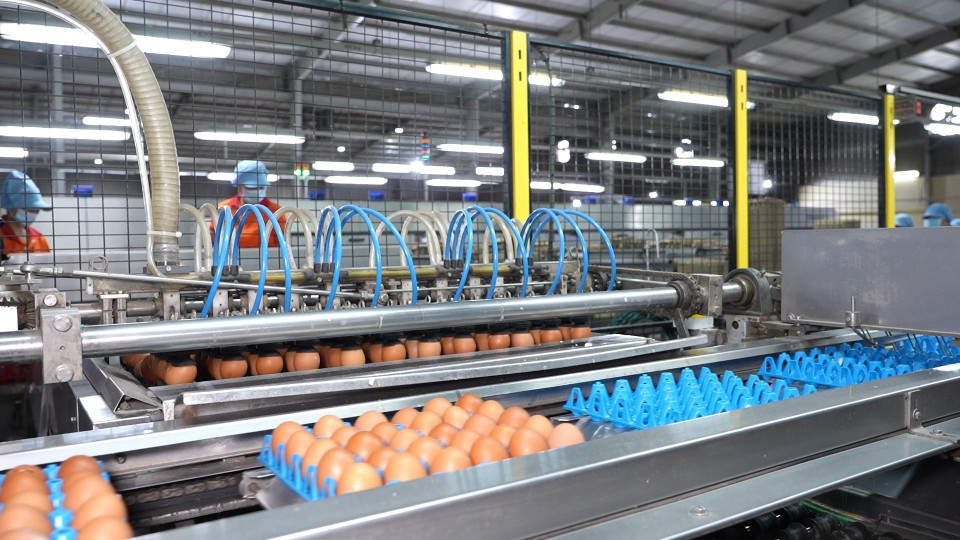 Chez la SARL QL Vietnam Agroresources, la chaîne de tri des œufs est entièrement automatisée et les œufs sont stérilisés par rayons UV durant le processus de production. Photo : VNA