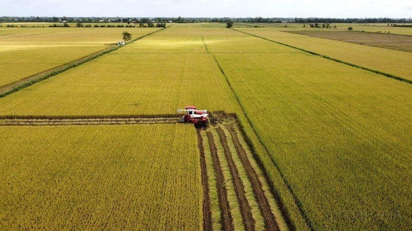 L’agriculture vietnamienne, modernisée et durable, adopte les technologies pour augmenter la productivité tout en réduisant les émissions. Sur la photo : récolte pilote de riz de haute qualité et à faibles émissions à Đông Thap. Photo : VNA