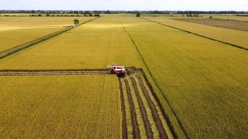 L’agriculture vietnamienne, modernisée et durable, adopte les technologies pour augmenter la productivité tout en réduisant les émissions. Sur la photo : récolte pilote de riz de haute qualité et à faibles émissions à Đông Thap. Photo : VNA