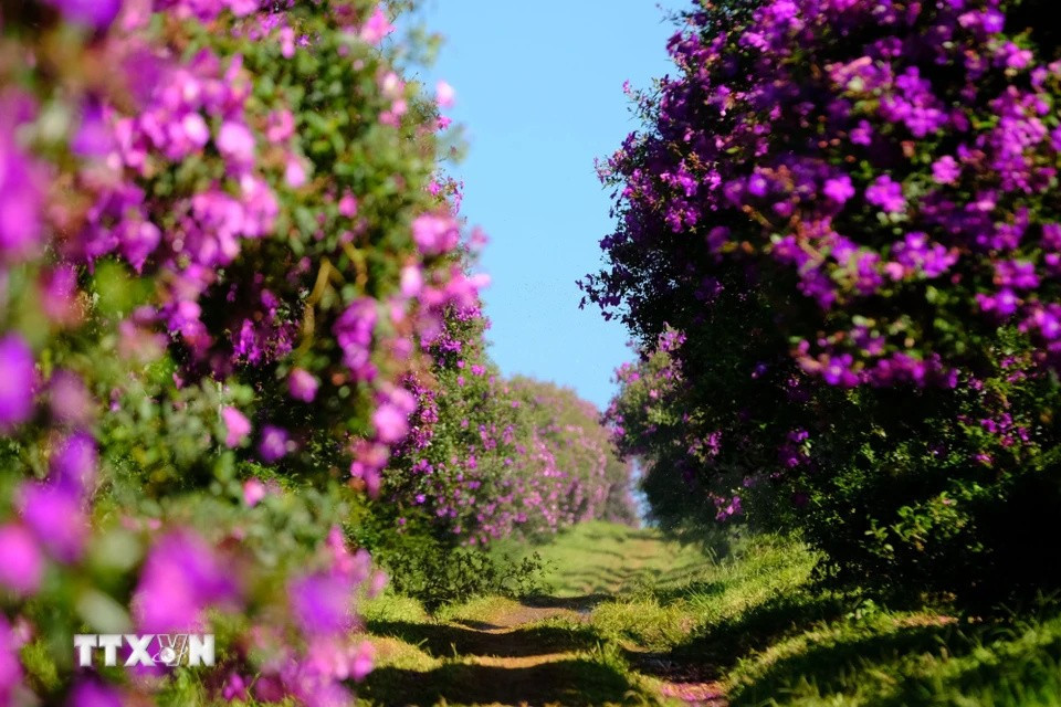 Des fleurs "mua" sont plantées le long des sentiers entre les collines de thé, créant un paysage magnifique. Photo : VNA