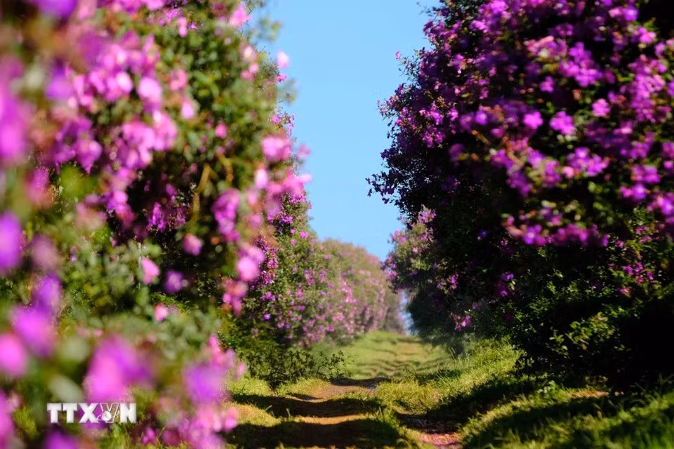 Des fleurs "mua" sont plantées le long des sentiers entre les collines de thé, créant un paysage magnifique. Photo : VNA