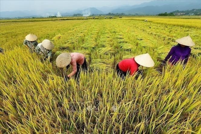 Récolte du riz dans la commune de Thanh Luong, ptovince de Dien Bien (Nord). Photo : VNA