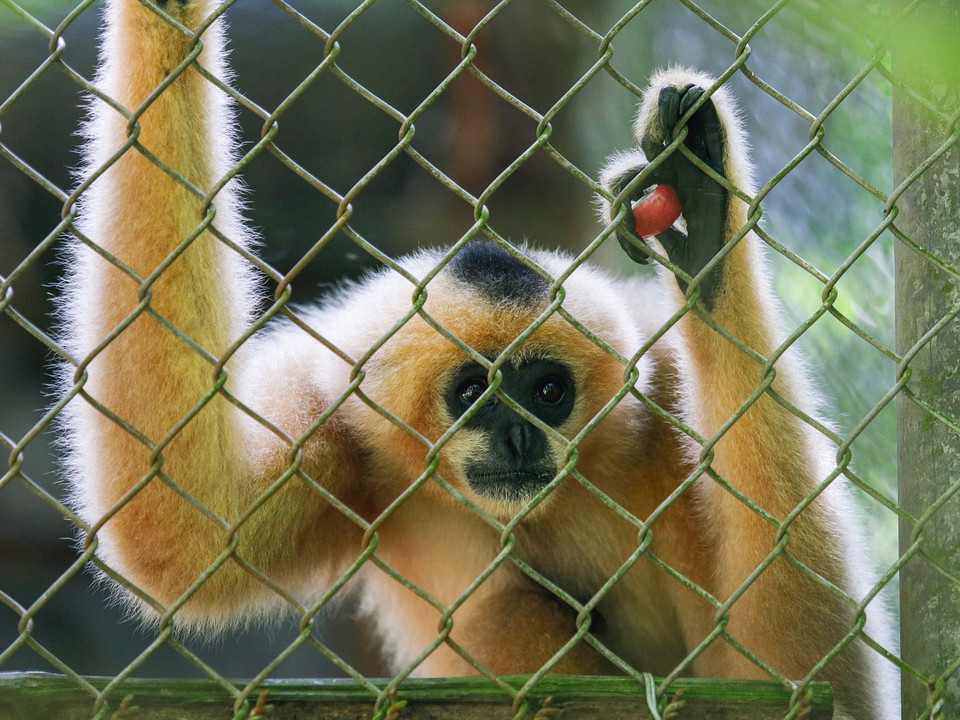 La femelle gibbon à favoris roux du Sud (Nomascus gabriellae) se distingue par sa fourrure beige orangé, avec quelques stries noires sur la tête. Photo : VNA
