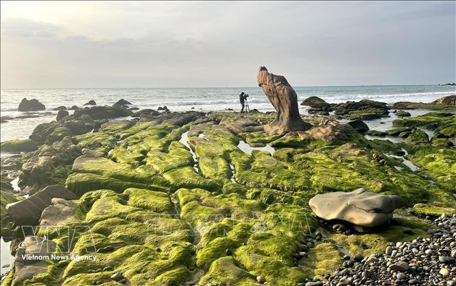 La plage rocheuse de Ba Khom, située sur la plage de Co Thach - Binh Thanh, dans la commune de Lien Huong, province de Lam Dong, est magnifiquement recouverte de mousse verte. Photo : VNA
