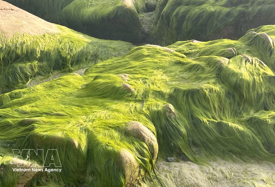 De longs filaments de mousse scintillent sous le soleil. Photo : VNA