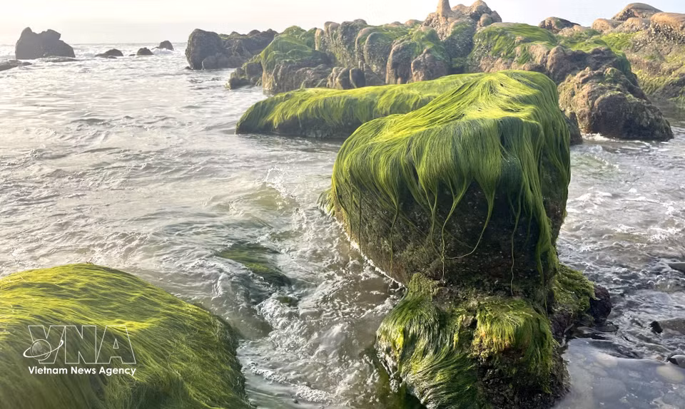 Une épaisse mousse verte recouvre les rochers de la plage comme un manteau de velours. Photo : VNA
