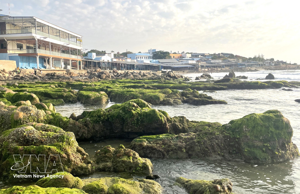 Le moment idéal pour cette « chasse à la mousse » se situe entre 5 h et 6 h du matin, à la marée basse. Photo : VNA