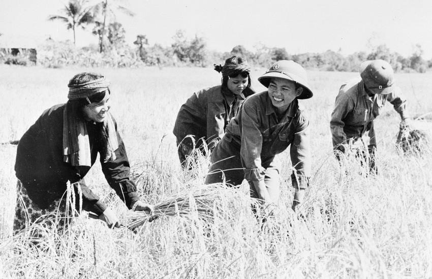 Des soldats vietnamiens aident des Cambodgiens à récolter le riz. Photo : VNA