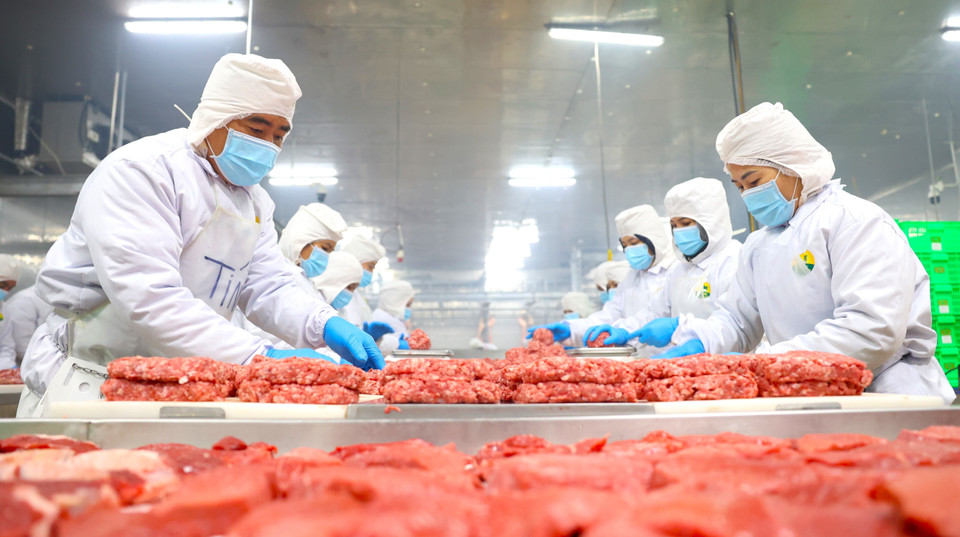 La viande de bœuf de la Sarl Pacow International est très appréciée sur le marché Halal grâce à son strict respect des normes d’hygiène, des processus d’abattage et à la transparence de la chaîne d’approvisionnement. Photo : VNA
