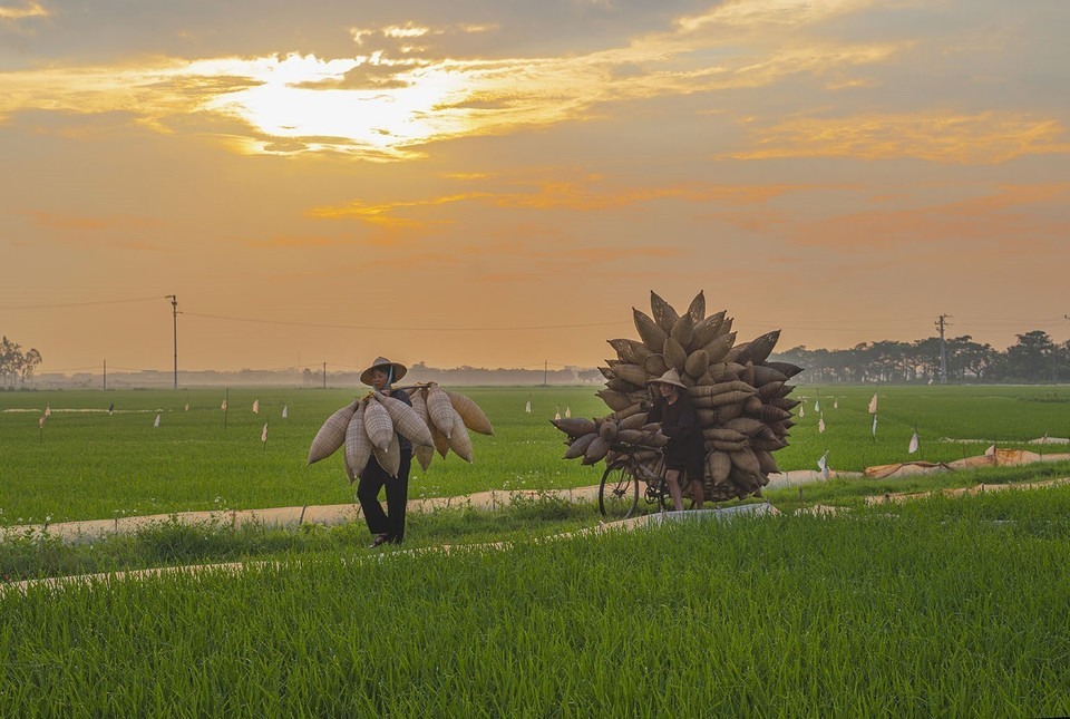 L’image des nasses de bambou portées par les paysans traversant les rizières compose un tableau paisible du village de Thu Sy. Photo: VNA