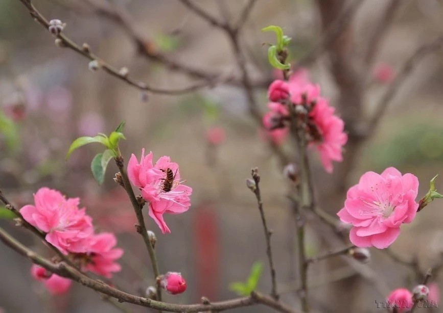 En effet, la fleur de pêcher incarne le renouvellement et l’épanouissement. Ainsi, sur chaque branche, on peut compter une centaine de fleurs ou boutons. Photo: VNA