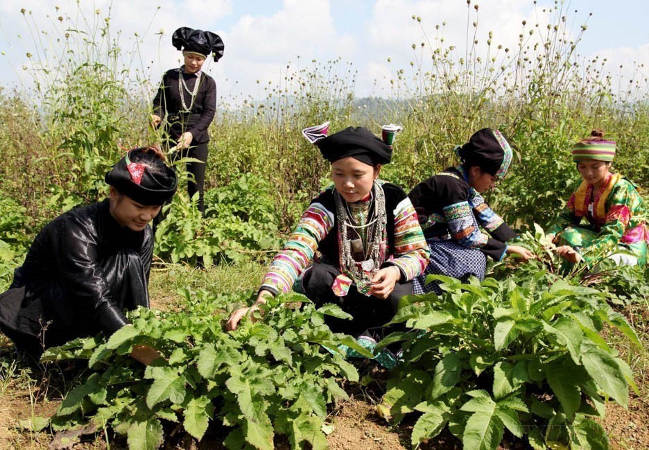 Culture de plantes médicinales à Ha Giang. Photo : VNA