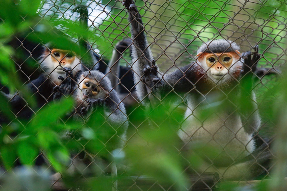 Une famille de langurs doucs à pattes grises (Pygathrix cinerea). Photo : VNA