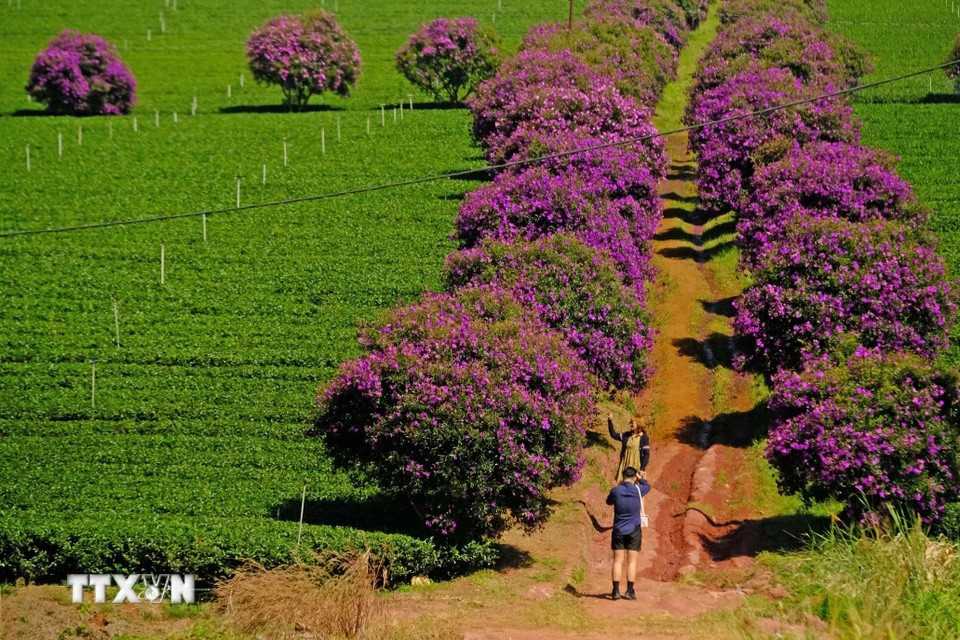 La couleur violette des fleurs "mua" sur les collines de thé attire de nombreux jeunes qui viennent prendre des photos. Photo : VNA