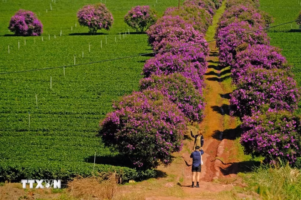 La couleur violette des fleurs "mua" sur les collines de thé attire de nombreux jeunes qui viennent prendre des photos. Photo : VNA