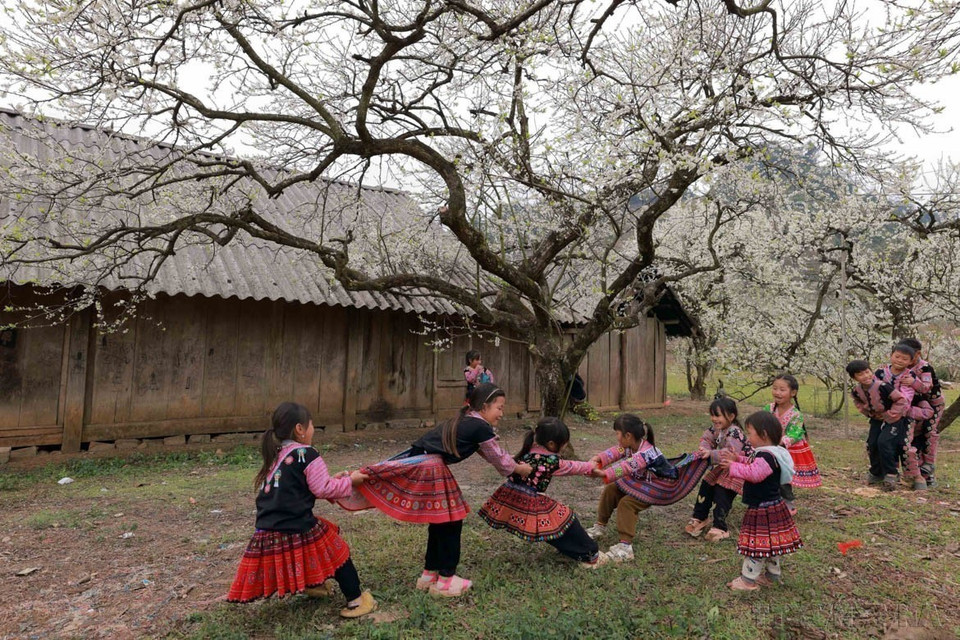 Pruniers du plateau de Moc Chau, dans la province de Son La, qui offrent un spectacle naturel d'une beauté saisissante lorsque les arbres sont en pleine floraison. Les photojournalistes ont capturé ces moments éphémères, permettant au monde entier d'admirer la splendeur des montagnes et des forêts du Nord-Ouest du Vietnam.. Photo : VNA