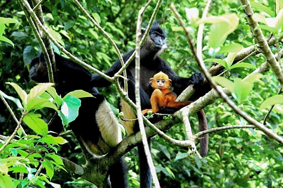 Le Langur de Delacour (Trachypithecus delacouri), que l'on trouve dans la zone semi-sauvage de l'EPRC, est une espèce dont la population sauvage est estimée à seulement 400 individus.. Photo : VNA
