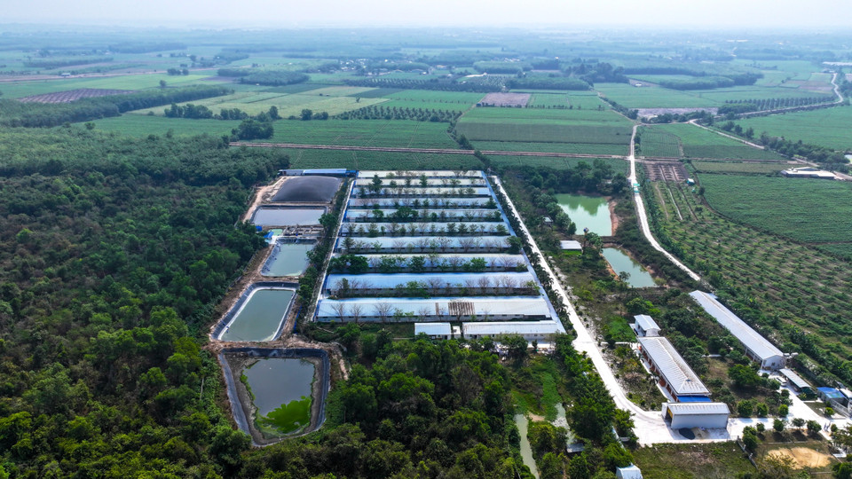 Le processus de traitement des déchets dans les fermes d’élevage à haute technologie de Tây Ninh est conçu de manière méthodique et scientifique. Photo : VNA