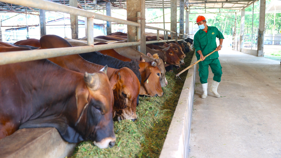 Les bovins sont nourris avec un régime spécial combinant herbe de maïs fermentée, mélasse et aliment composé, associé à une période de repos avant l’abattage selon les normes Halal. Photo : VNA