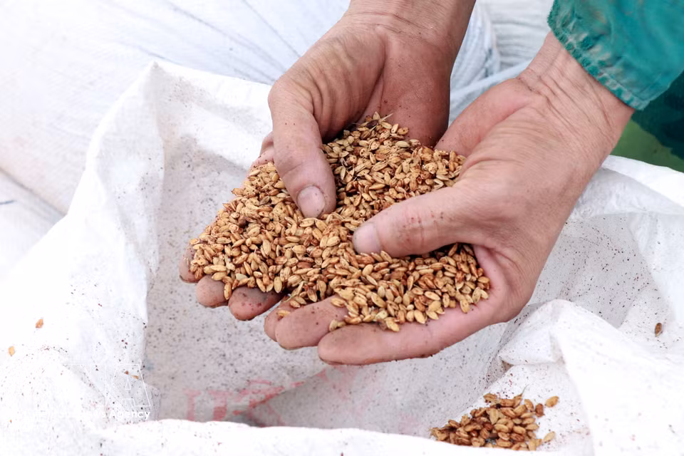 Graines de riz à germination ultra-rapide, une technologie développée par Luong Van Truong (commune de Nghia Hung, province de Ninh Binh). Photo : VNA