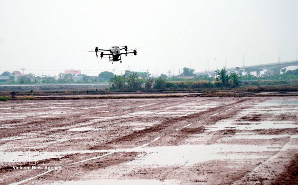 Semis de riz par drone sur les terres agricoles de la coopérative de jeunesse Nam Dai Duong (commune de Nghia Hung, province de Ninh Binh). Photo : VNA