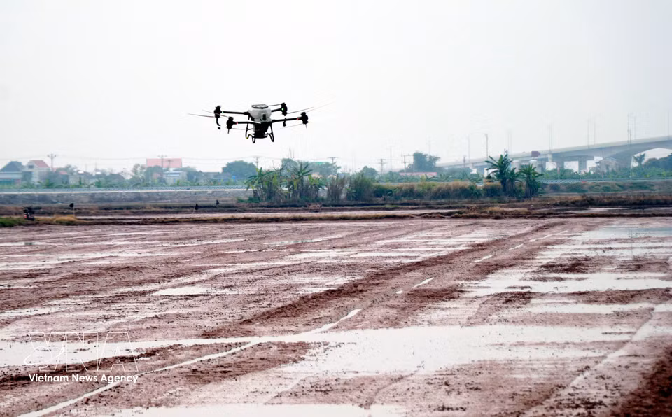 Semis de riz par drone sur les terres agricoles de la coopérative de jeunesse Nam Dai Duong (commune de Nghia Hung, province de Ninh Binh). Photo : VNA