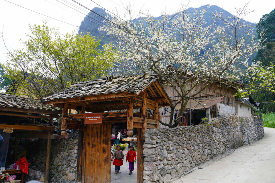 Pêchers en fleurs au village de Lo Lo Chai. Photo : VNA
