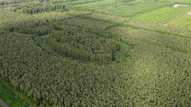 La forêt de melaleucas du parc national d'U Minh Ha, située dans la commune de Nguyên Phích, abrite un écosystème particulièrement diversifié. Photo : VNA