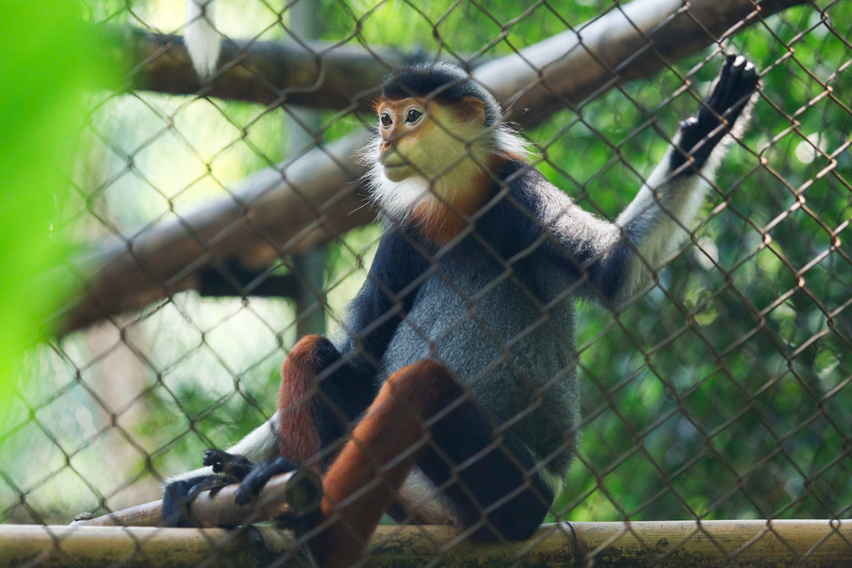 Avec sa fourrure chatoyante qui lui vaut le surnom de "Reine des primates", le douc à pattes rouges présente des caractéristiques physiques frappantes : les mâles et les femelles adultes possèdent de longues barbes blanches autour du visage et des pattes d'un brun-rougeâtre distinctif. Photo : VNA