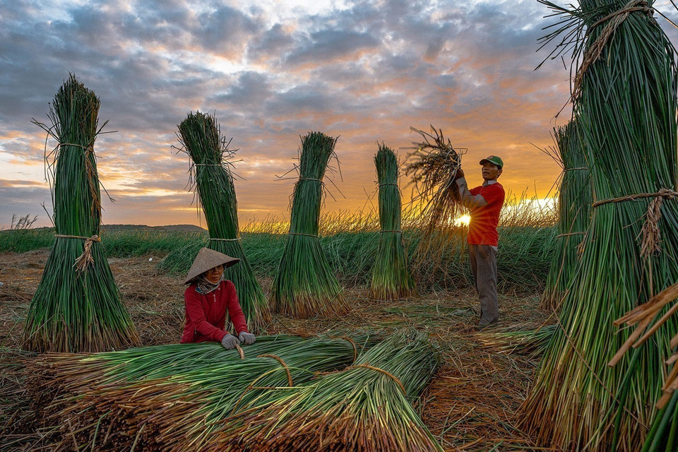 Les habitants de Phu Tân récoltent la paille tôt le matin. Photo : VNA