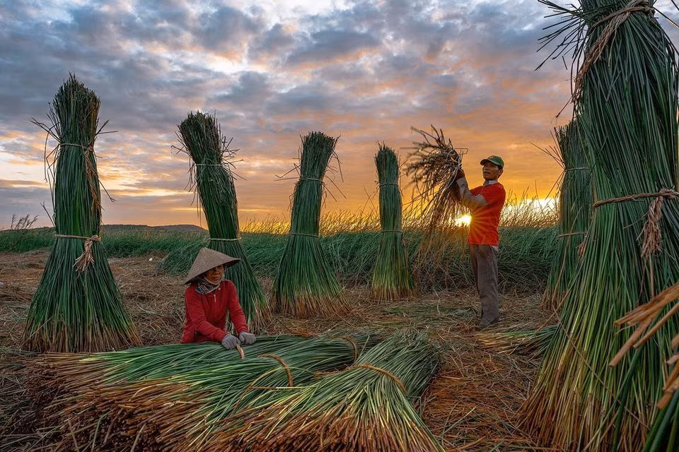 Les habitants de Phu Tân récoltent la paille tôt le matin. Photo : VNA